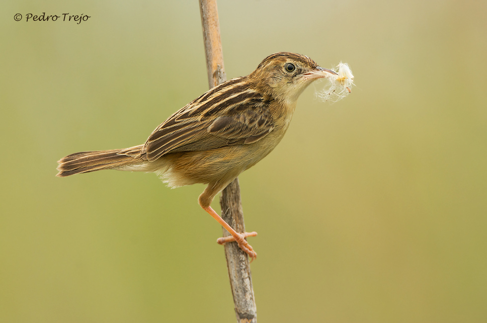 Buitrón (Cisticola juncidis)